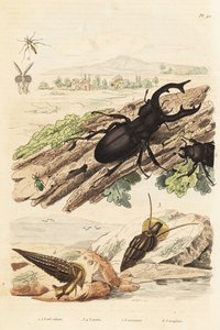 Polttarikuoriainen, Lucanus hirvi 1, Cerithium sulcatum ja Rhinoclavis karkeat nilviäiset 3,4, Cerocoma elateroides 5 ja Keroplatus tipuloides ampiainen 6 tekijältä Unbekannt