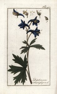 Staphisegar tai yrtti, jossa on täitä, kihtiruohoa tai villiviinirypäle (Delphinium staphisagria). Litografia Johannes Zornin (1739-1799) Alankomaiden teoksesta "Afbeelding der Artseny-Gewassen". tekijältä Unbekannter Künstler
