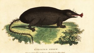 Tähtikärkimyrä, Condylura cristata., 1800 (kaiverrus) tekijältä Unbekannter Künstler