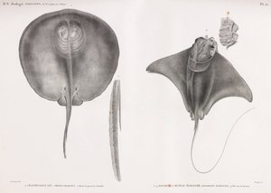 Stingray, edessä ja takana tekijältä Unbekannt