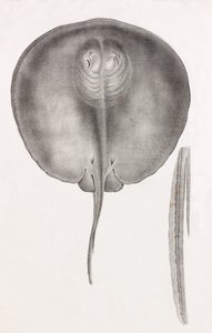 Stingray, edestä lähikuva tekijältä Unbekannt