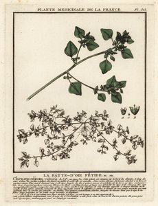 Haiseva hanhenjalka, Chenopodium vulvaria. tekijältä Unbekannter Künstler