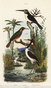 Haikara, Jabiru-mycteria, rufous-tailed jacamar, Galbula ruficauda ja kolmivarvas jacamar, Jacamaralcyon tridactyla tekijältä Unbekannt