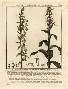 Olkihanska, Digitalis lutea. tekijältä Unbekannter Künstler