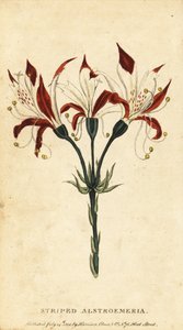 Raidallinen alstroemeria, Alstroemeria ligtu. ,1800 (kaiverrus) tekijältä Unbekannter Künstler