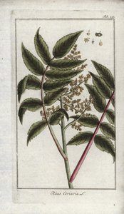Sumakki corroyers tai matkustajien tai corroyere (Rhus coriaria). Litografia Johannes Zornin (1739-1799) teoksesta "Afbeelding der Artseny-Gewassen", Alankomaat. tekijältä Unbekannter Künstler