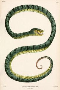 Sumatran Pit-Viper, Indonesia tekijältä Unbekannter Künstler