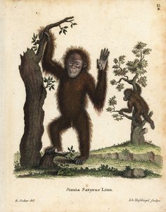 Sumatran oranki, Pongo abelii. Kriittisesti uhanalainen. Käsin värjätty kuparipiirros R. Oakesin kuvituksen mukaan Johann Christian Daniel Schreberin teoksesta Animal Illustrations after Nature, or Schreber