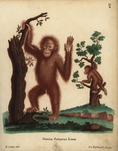 Sumatran oranki, Pongo abelii. Kriittisesti uhanalainen. Simia satyrus Linn. Johann Nussbiegelin käsin värjätty kuparipiirros R. Oakesin kuvituksen mukaan Johann Christian Daniel Schreberin teoksesta Animal Illustrations after Nature eli Schreberin eläinku tekijältä Unbekannter Künstler