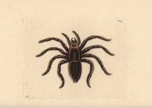 Tarantula susihämähäkki, Lycosa tarantula (Tarantula spider, Aranea tarantula). Richard Polydore Nodderin piirtämä ja kaiverrettu kuvitus. Käsin värjätty kuparipiirros George Shaw