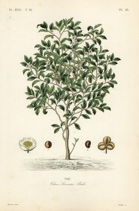 Teepuu tai teekasvi, Camellia sinensis, Thea sinensis, tekijältä Unbekannt