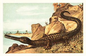 Teleosaurus cadomensis, sukupuuttoon kuollut merikrokotiililaji.1908 (litografia) tekijältä Unbekannter Künstler