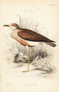 Temminckin kuriiri, Cursorius temminckii (Senegalin kuriiri, Tachydromus senegalensis). William Lizarsin käsin väritetty teräskaiverrus William Swainsonin mukaan Sir William Jardinen Naturalist