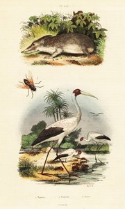 Tenrec, haikara ja hevoskärpänen., 1834-1839 (kaiverrus) tekijältä Unbekannter Künstler