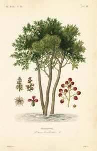 Terebinth tai tärpättipuu, Pistacia terebinthus, Terebinthe tekijältä Unbekannt
