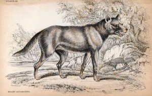Chenu-kettu eli Brasilian kettu, Lycalopex vetulus - Eversti Charles Hamilton Smithin litografia Naturalist