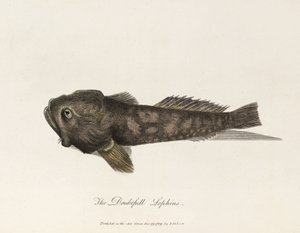 "Epäilevä Lophius" tekijältä Unbekannter Künstler