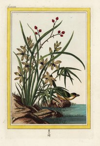 Kiinan Elleborin. Helleborine-orkidea, Cephalanthera longifolia. Pierre Joseph Buchozin käsin värjätty etsaus "Arvokas ja valaistu kokoelma kauneimmista ja kummallisimmista kukista, joita kasvatetaan sekä Kiinan että Euroopan puutarhoissa, tekijältä Unbekannter Künstler
