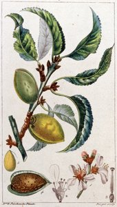 Mantelipuu, n. 1801-1850 (kaiverrus). tekijältä Unbekannter Künstler