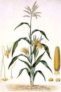 Maissi, noin 1880-1900 (kaiverrus). tekijältä Unbekannter Künstler
