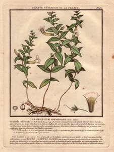 Gratiole officinale (Gratiola officinalis). Verisuonikasvi, kasvin, varren, lehtien, kukkien ja juurien kuvaus. Yksityiskohdat maljasta, siittiöstä ja kapselista. Eau forte en couleurs 1700-luvulla, teoksessa Herbier de la France (1780-1793), piirustus, ka tekijältä Unbekannter Künstler