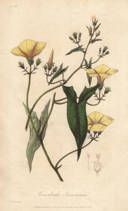 Scammonee (Convolvulus scammonia) - William Clarken vahva vesi kuvittaa John Stephensonin ja James Morss Churchillin "Medical Botanical, Description of the Medicinal Plants of London, Edinburgh, and Dublin", jonka John Churc julkaisi Lontoossa. tekijältä Unbekannter Künstler