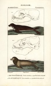 Merikarhu eli pohjoinen turkishylje (arctocephale) ja merileijona eli merileijona (platyrhynque) - Eau forte, Jean Gabriel Pretre (1780-1845), kaiverrettu Carnonkelin toimesta, Frederic Cuvierin luonnontieteiden sanakirjaa varten: nisäkkäät, toimittanut Pi tekijältä Unbekannter Künstler
