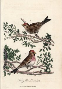 Sizerin tai pieni linotte. George Gravesin värillinen kuparikaiverrus, British Ornithology -teoksessa. tekijältä Unbekannter Künstler