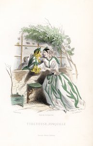 Mukulamaksu ja tonttunarsissi kosiskelevat puutarhan penkillä, seinän vieressä - Eau forte Charles Geoffroy (1819-1882), Jean Ignace Isidore Gerard dit J.J.Granville (1803-1847), kuvitus Les fleurs animees -teokseen. tekijältä Unbekannter Künstler