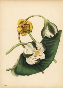 Valkoinen lumpeen, Nymphaea odorata ja keltainen lumme, Nuphar lutea, Silence tekijältä Unbekannt