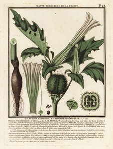 Piikkiomena, Datura stramonium. tekijältä Unbekannter Künstler
