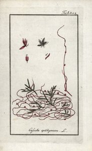 Timjami- tai pikkukukka-artisokka (Cuscuta epithymum). Litografia Johannes Zornin (1739-1799) Alankomaiden teoksesta "Afbeelding der Artseny-Gewassen". tekijältä Unbekannter Künstler