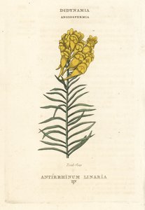 Rupikonna, Linaria vulgaris (Antirrhinum linaria). Käsin väritetty kuparipiirros Richard Duppan kuvituksen mukaan teoksesta The Claves and Orders of the Linnaean System of Botany, Longman, Hurst, Lontoo. tekijältä Unbekannter Künstler