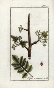 Tomentoosi- tai tacamac-kumi (Elaphrium tomentosum). Litografia Johannes Zornin (1739-1799) teoksesta "Afbeelding der Artseny-Gewassen", Alankomaat. tekijältä Unbekannter Künstler