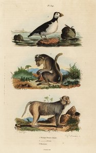 Toque makakki, Macaca sinica, uhanalainen 1, reesusmakakki, Macaca mulatta 2 ja papukaija auklet, Aethia psittacula 3 tekijältä Unbekannt