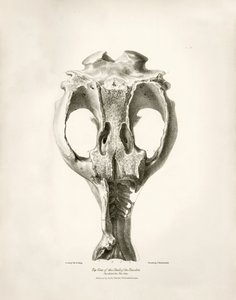 Toxodon Crane, esihistoriallinen eläin, jonka Charles Darwin löysi Uruguayn Montevideon läheltä Beagle-aluksella tekemänsä tutkimusmatkan aikana. Kapteeni Fitzroyn komennossa vuosina 1832-1836 olleen H.M.S. Beaglen matkan eläintiede, toim. ja tekijältä Unbekannter Künstler
