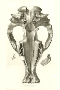 Toxodon Crane, esihistoriallinen eläin, jonka Charles Darwin löysi Uruguayn Montevideon läheltä Beagle-aluksella tekemänsä tutkimusmatkan aikana. Kapteeni Fitzroyn komennossa vuosina 1832-1836 olleen H.M.S. Beaglen matkan eläintiede, toim. ja tekijältä Unbekannter Künstler