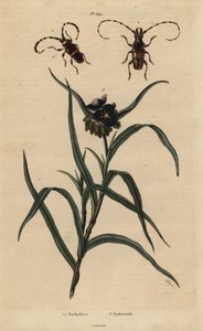Trachyderes succinctus 1, Trachyderes mandibularis 2 ja Virginia spiderwort, Tradescantia virginiana 3 tekijältä Unbekannt