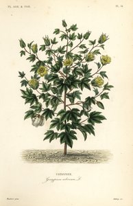 Puupuuvilla, Gossypium arboreum, Cotoninier tekijältä Unbekannt