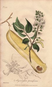 Tree of Fevers (Myroxylon peruiferum) - William Clarken vahva vesi kuvittaa John Stephensonin ja James Morss Churchillin "Medical Botanical, Description of the Medicinal Plants of London, Edinburgh and Dublin", jonka John Church julkaisi Lontoossa. tekijältä Unbekannter Künstler