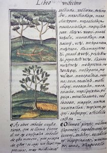 Puut, luonnonvaraiset sypressit ja kuuset, sivu Firenzen Codexista, kaksikielinen versio espanjaksi ja nahuatliksi, General History of Things of New Spain, espanjalainen lähetyssaarnaaja Fray Bernardino de Sahagun (1499-1590). Atsteekkien sivilisaatio tekijältä William M. Timlin