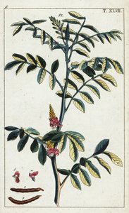 Aito indigo, Indigofera tinctoria. tekijältä Unbekannter Künstler