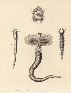Putkimato, Serpula vermicularis (Serpula contortuplicata), ja viuhkamato, Amphictene auricoma (Amphitrite auricoma). Gebhartin käsin värittämä litografia Zehnerin kuvituksen jälkeen Georg Friedrich Treitschken luonnonhistoriallisesta galleriasta, Naturhist tekijältä Unbekannter Künstler