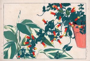 Kaksivärinen manettie ruukussa ja dicadame tai yrtti nuolilla. Tulipunainen viiniköynnös, Manettia bicolor, kukkaruukussa ja nuolijuuri, Maranta arundinacea. Käsivärinen puupiirros Konan Tanigamin teoksesta "Seiyou Sokazufu" (Pictorial Album of Western Pla tekijältä Unbekannter Künstler