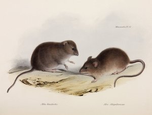 Kaksi hiirtä, Etelä-Amerikka, n. 1832-1836 tekijältä Unbekannt