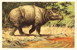Uintatherium anceps, sukupuuttoon kuollut kasvinsyöjänisäkäs eoseenistä.1908 (litografia) tekijältä Unbekannter Künstler
