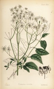 Pystyyn nouseva neitsytlinna, Clematis recta (Clematis erecta). Henry Sowerbyn käsin värjätty litografia Edward Hamiltonin teoksesta Flora Homeopathica, Bailliere, Lontoo. tekijältä Unbekannter Künstler