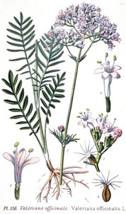 Valerian officinale, noin 1880-1900 (kaiverrus). tekijältä Unbekannter Künstler