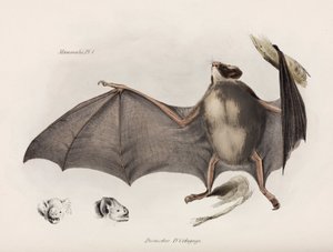 Vampyyrilepakko, Etelä-Amerikka, n. 1832-1836 tekijältä Unbekannter Künstler