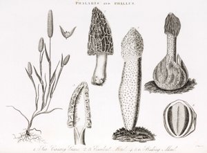 Lajike ruohoa ja vesiphallus des champignons morillea tekijältä Unbekannt